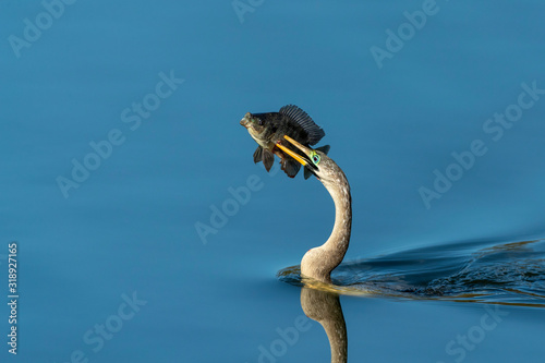 Adult Female Anhinga with fish speared on it's beak © Dennis Donohue