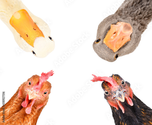 Portrait of a funny farm birds isolated on white background