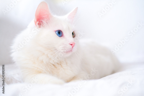 Obraz na płótnie White cat with different color eyes