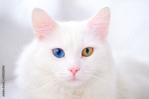 White cat with different color eyes. Turkish angora. Van kitten with blue and green eye lies on white bed. Adorable domestic pets, heterochromia.