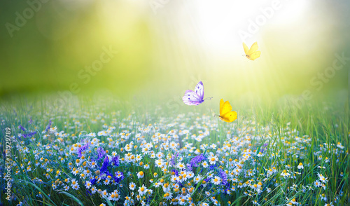 Fototapeta Naklejka Na Ścianę i Meble -  Beautiful field meadow flowers chamomile and violet wild bells and three flying butterflies in morning green grass in sunlight, natural landscape. Delightful pastoral airy fresh artistic image nature.