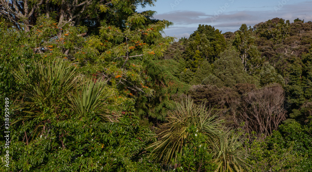Tropical forest. Jungle. Auckland New Zealand Tropical forest. Jungle. Auckland New Zealand