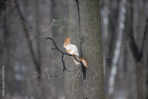 Squirrel on a tree