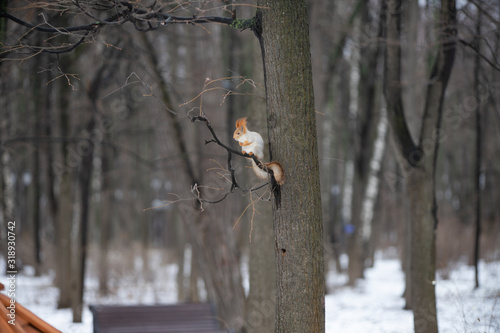 Squirrel on a tree