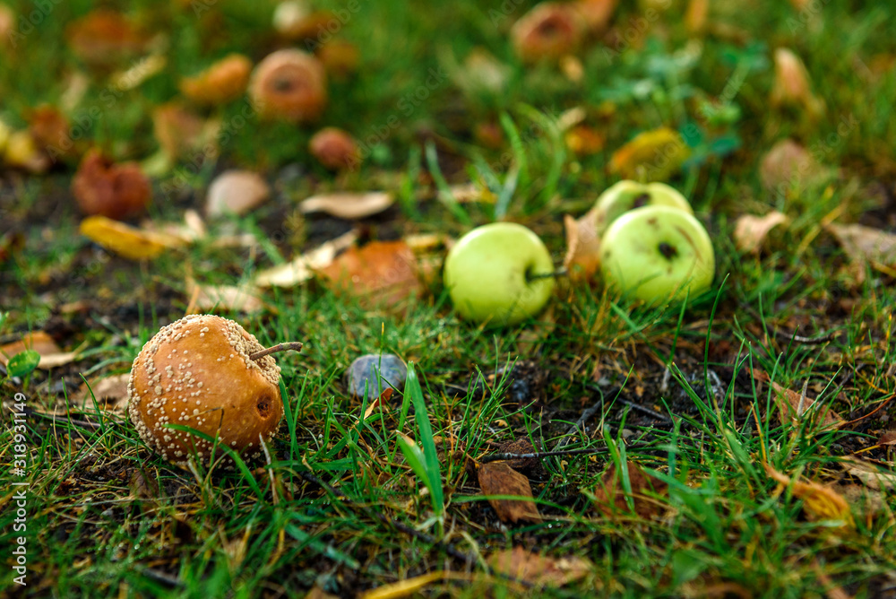 Fallen rotten apples on grass. Fallen rotten apples on grass.