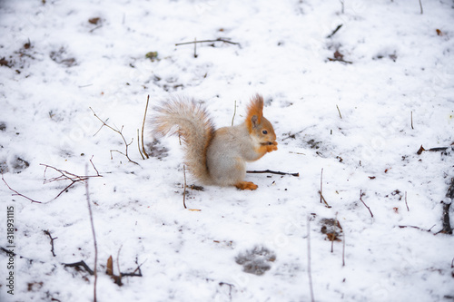 Squirrel in the snow