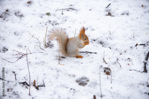 Squirrel in the snow