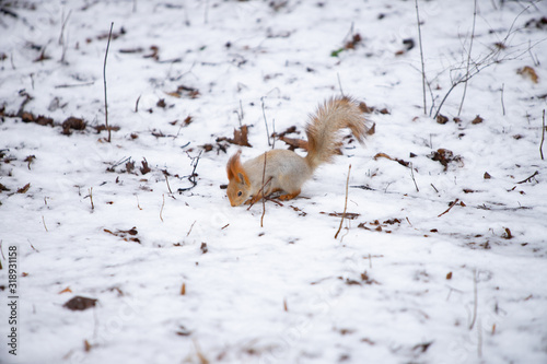 Squirrel in the snow