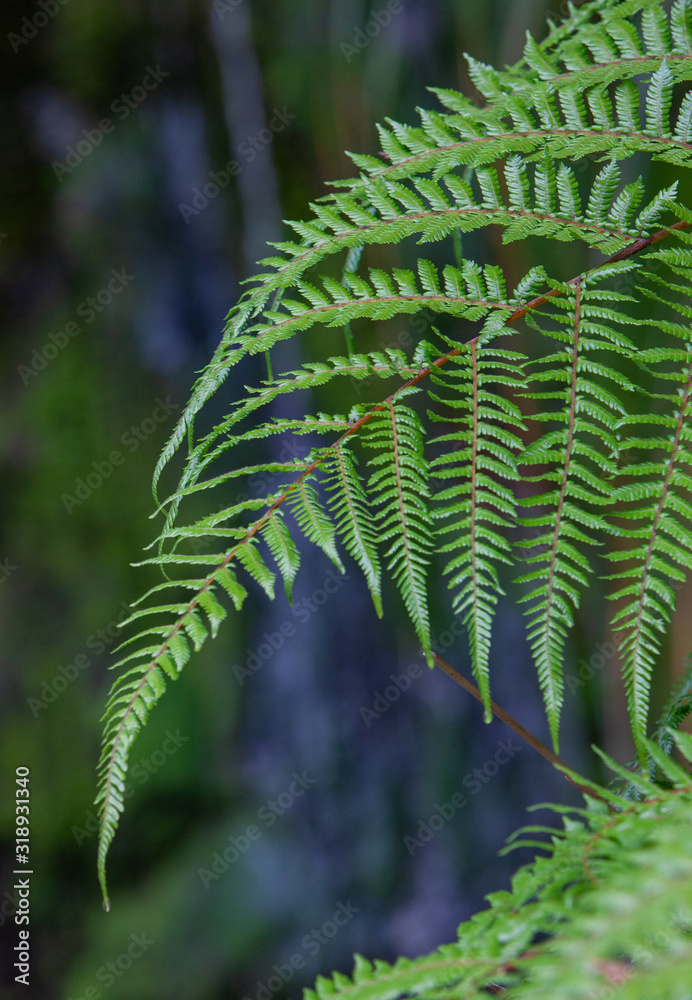 Ferns at Doubtfull Sound. Fjordland New Zealand. South Island.