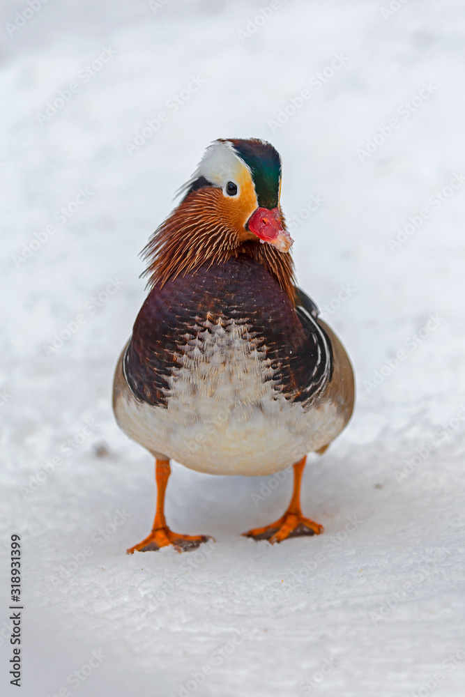 The mandarin duck (Aix galericulata) is a perching duck species native to East Asia.