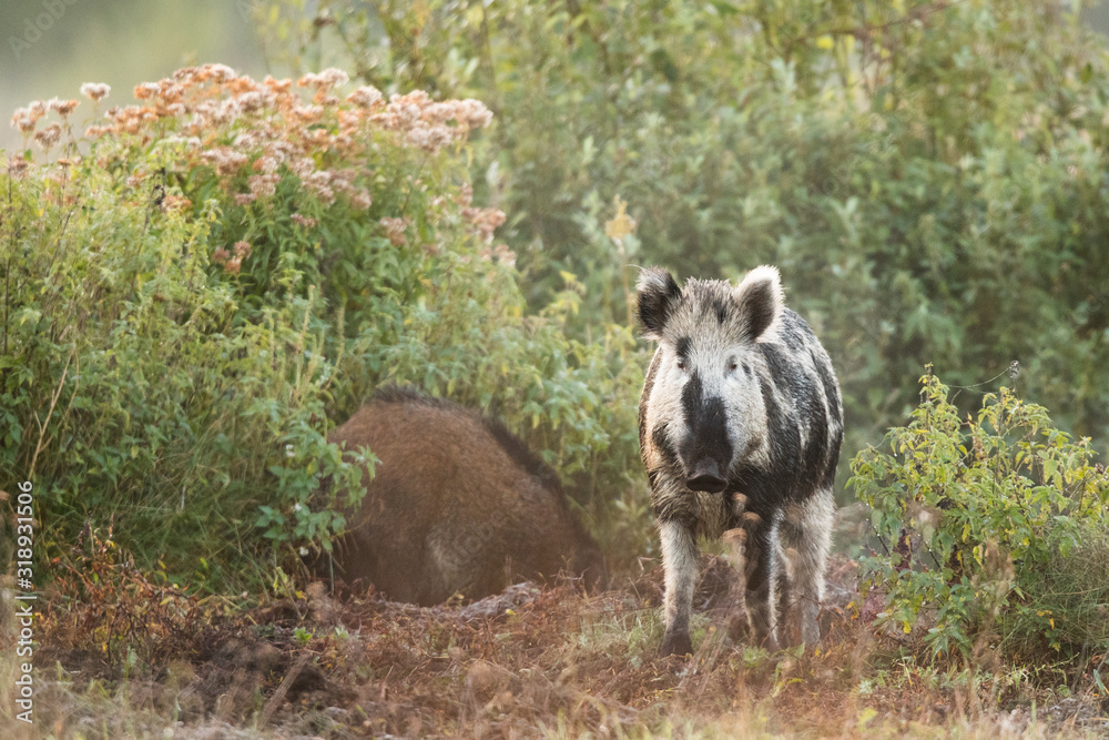 Wild boar (Sus scrofa) in summer, Poland, Europe Wild boar (Sus scrofa) in summer, Poland, Europe