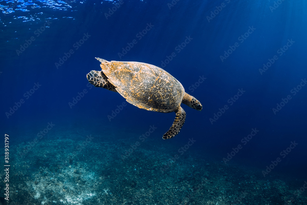 Obraz premium Green sea turtle swimming in deep blue sea