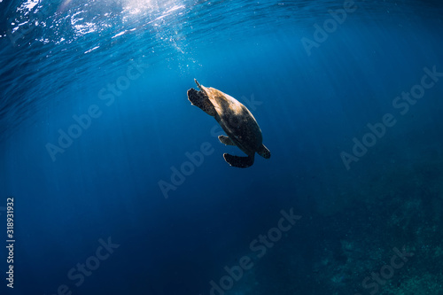 Green sea turtle swimming in deep blue sea
