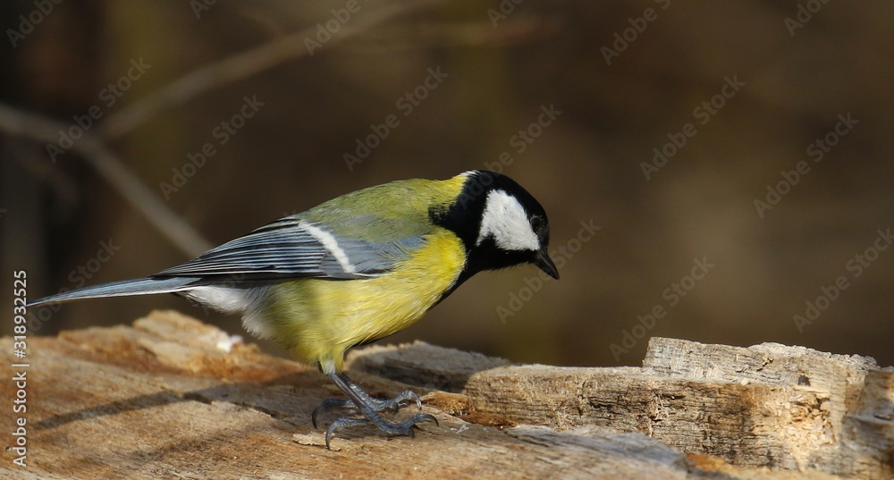 Great tit on branch background, Parus major Great tit on branch background, Parus major
