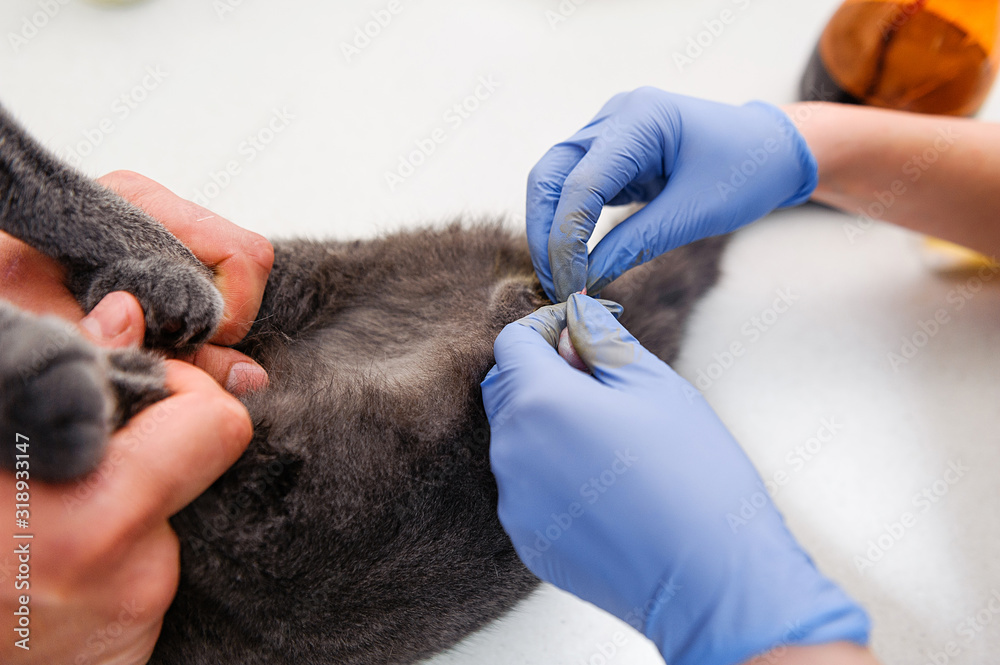 the-operation-to-remove-the-testicles-of-a-cat-sterilization-of-a-pet