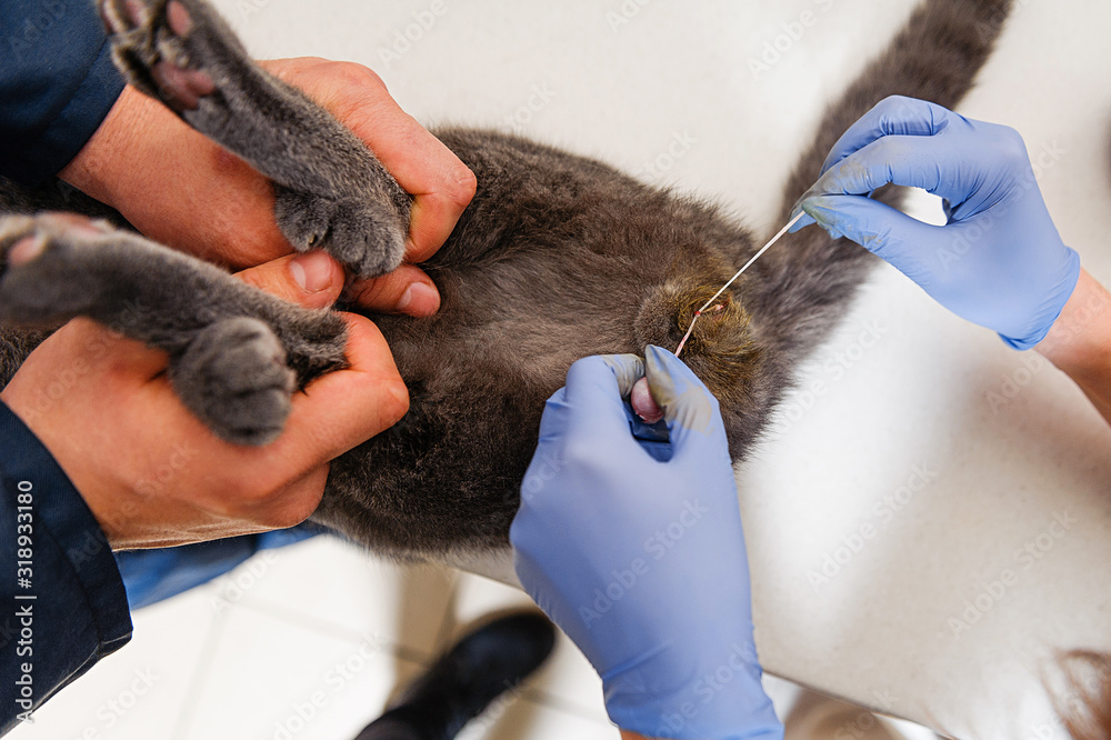 The operation to remove the testicles of a cat. Sterilization of a pet