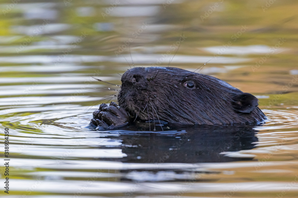 Portrait of Eurasian beaver (Castor fiber) in water. The Eurasian beaver (Castor fiber) or European beaver is a beaver species that was once widespread in Eurasia. Portrait of Eurasian beaver (Castor fiber) in water. The Eurasian beaver (Castor fiber) or European beaver is a beaver species that was once widespread in Eurasia.