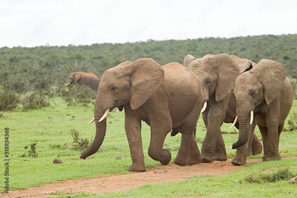 Obraz premium Small herd of elephants walking along a path towards a watering hole