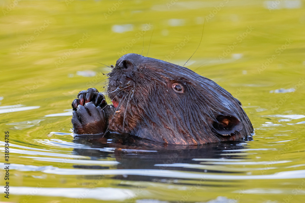 Portrait of Eurasian beaver (Castor fiber) in water. The Eurasian