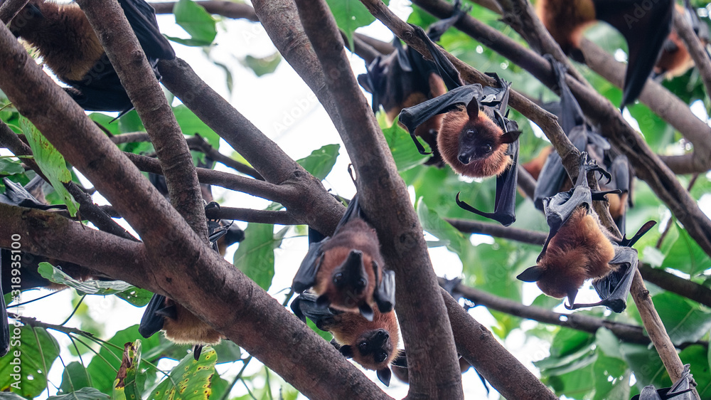 Bat hanging on the tree.Corona virus concept