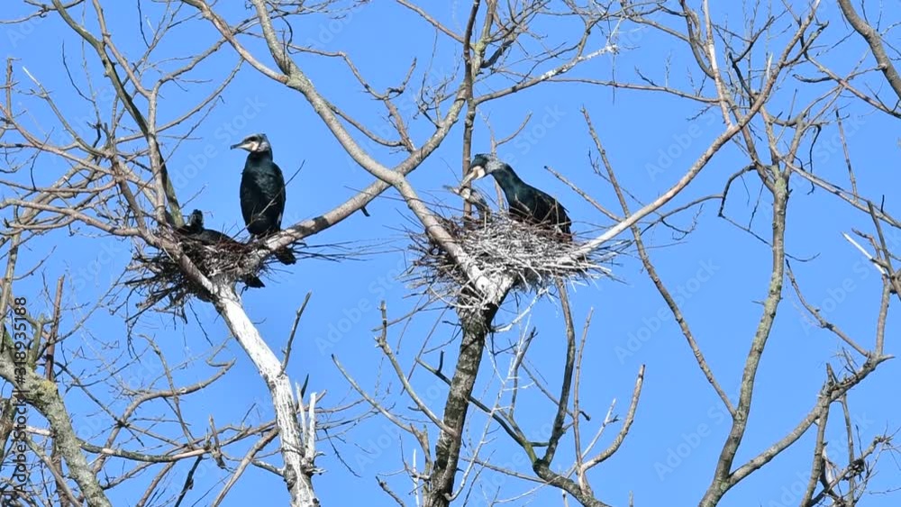 Two couples of great black cormorants (Phalacrocorax carbo) in breeding plumage on their nest in tree in late winter Two couples of great black cormorants (Phalacrocorax carbo) in breeding plumage on their nest in tree in late winter