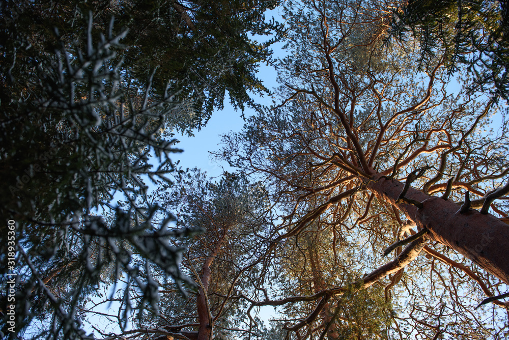 View to the sky View to the sky