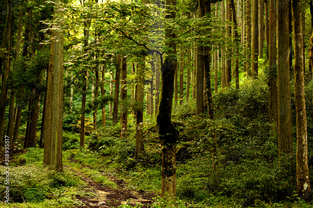 Obraz premium 兵庫県・奥深い山の風景