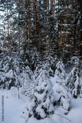 Frosty day in forest © Grigoriy