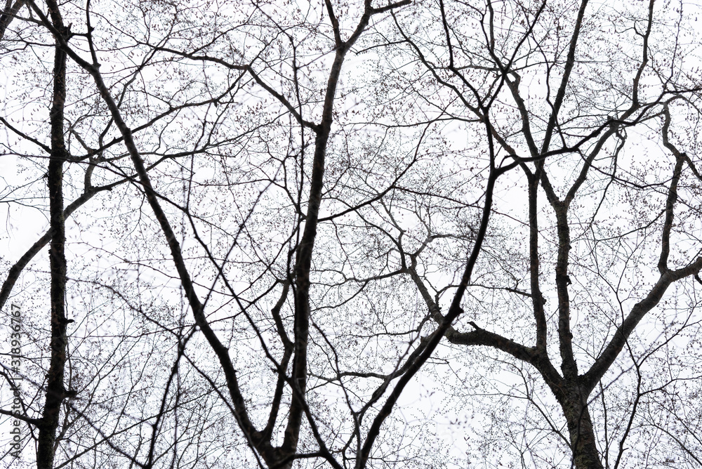 Pattern of dried tree braches texture against white empty sky. Pattern of dried tree braches texture against white empty sky.