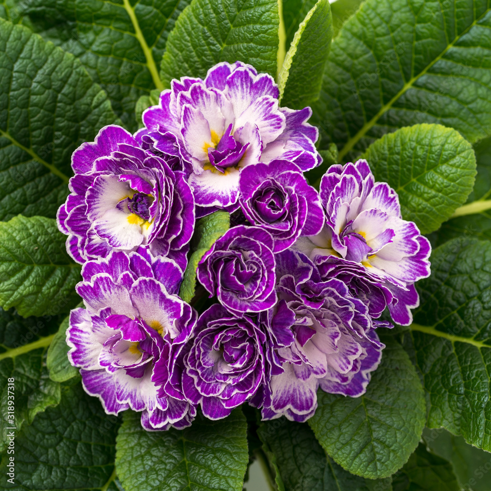 Obraz premium Primula vulgaris belarina