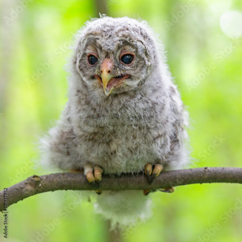 Принти на полотні Baby Ural owl (Strix uralensis) in the wild near the nest