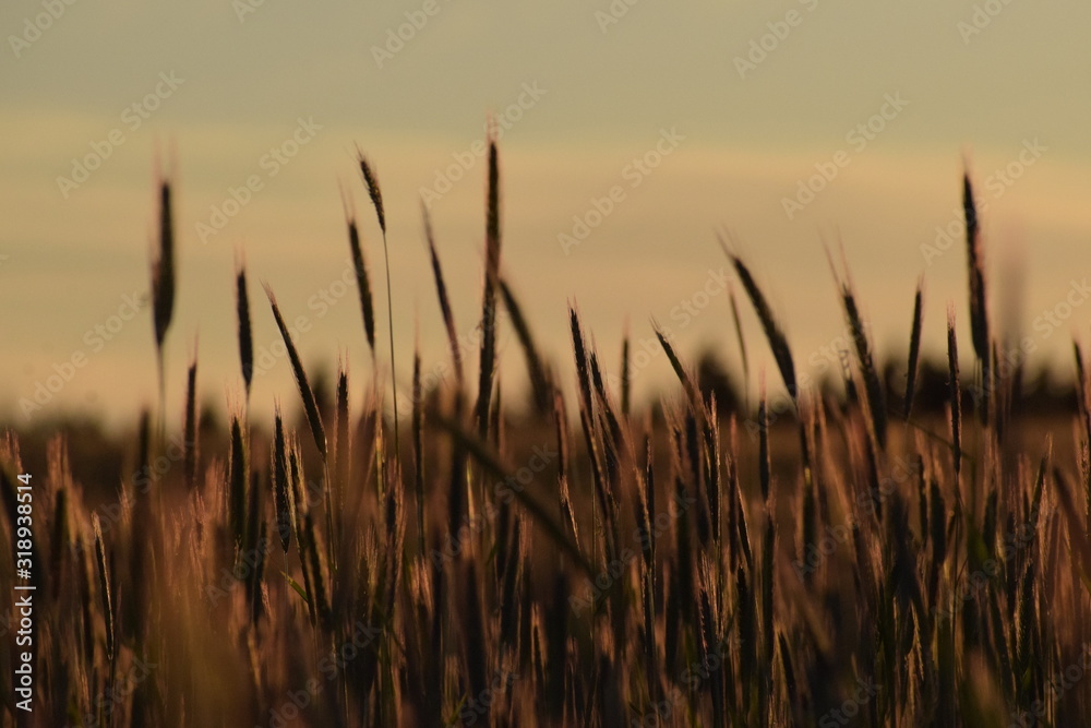 Fototapeta premium spikes at sunset