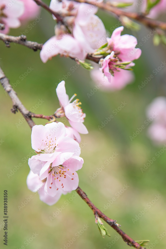 Japanese pink and white cherry sakura blossom bloom in spring season Japanese pink and white cherry sakura blossom bloom in spring season