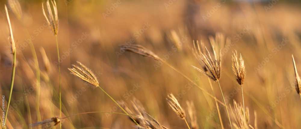 Fototapeta premium Small grass flowers and blur background
