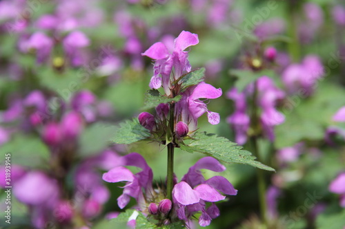 Closeup of Lamium orvala a thorn of large, velvety purple-pink flowers with a hood