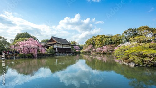 京都府 平安神宮 桜