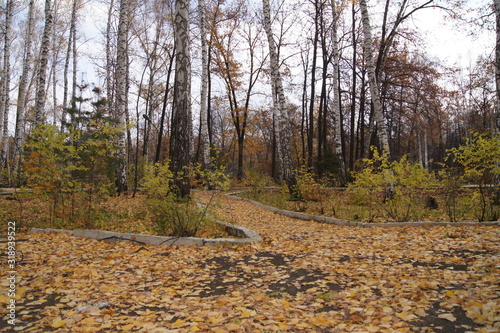 autumn in the forest
