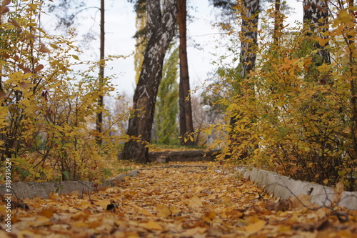 autumn in the forest
