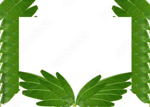 leaves in a white frame, Beautiful leaves, leaves background 