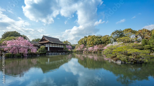 京都府 平安神宮 桜 © TAKUYA ARAKI
