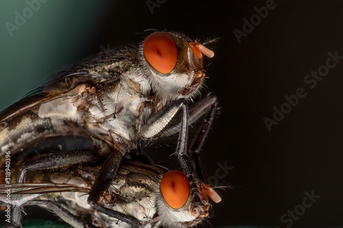 Macro Photo of Housefly Mating on Isolated on Background