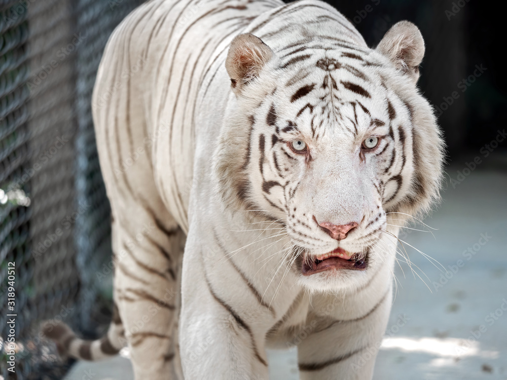 Close up White Bengal Tiger Isolated on Background