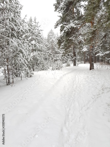 Winter path in the snowy forest
