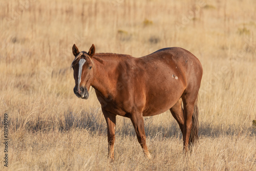 Majestic Wild Horse in Fall in the Utah Desert