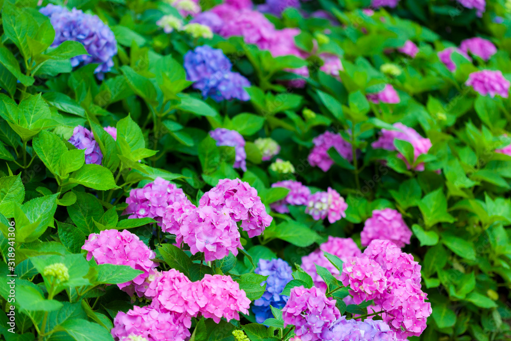 アジサイの花 アジサイの花