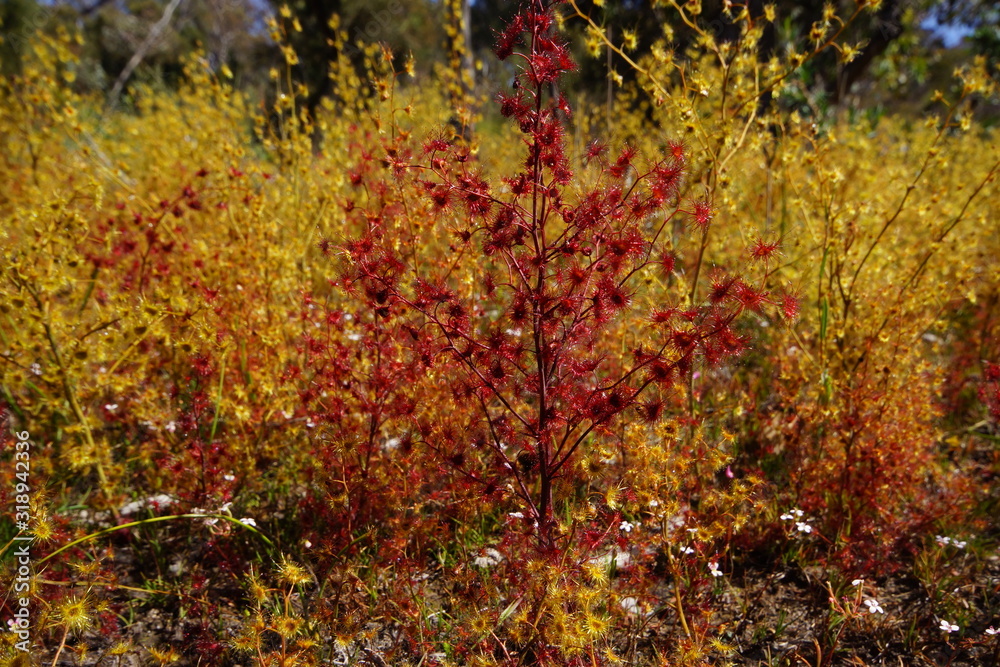 Giant sundew (Drosera gigantea) with red and golden leaves Giant sundew (Drosera gigantea) with red and golden leaves