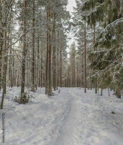 Russia.Karelia.There is a forest for Hiking.January.2020