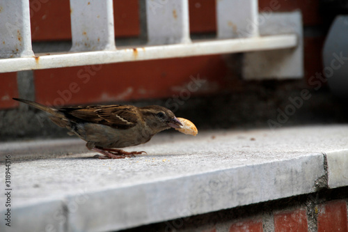 Little bird eating some bread