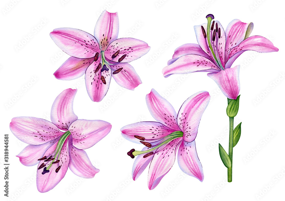Watercolor botanical illustration of the pink lilly set. Can be used as print, postcard ...