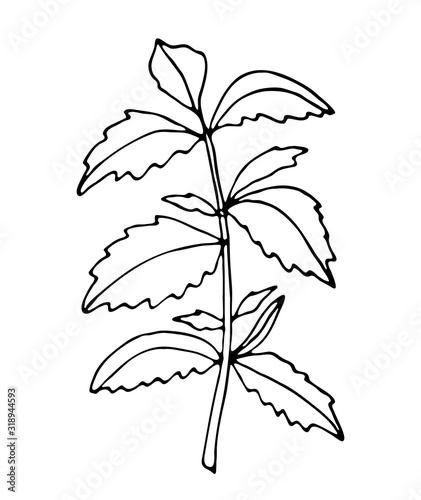 Black and white tea herb isolated on white background. Vector stock illustration. Hand drawing outline stevia plant.